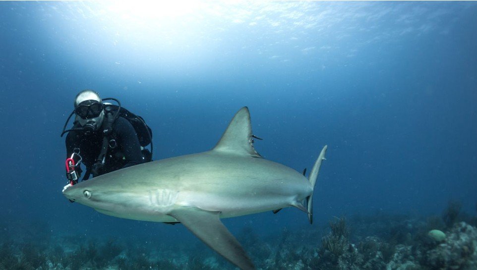 A bull shark swimming through the clear Caribbean waters near Playa del Carmen, Quintana Roo, where pregnant females give birth in mangrove areas