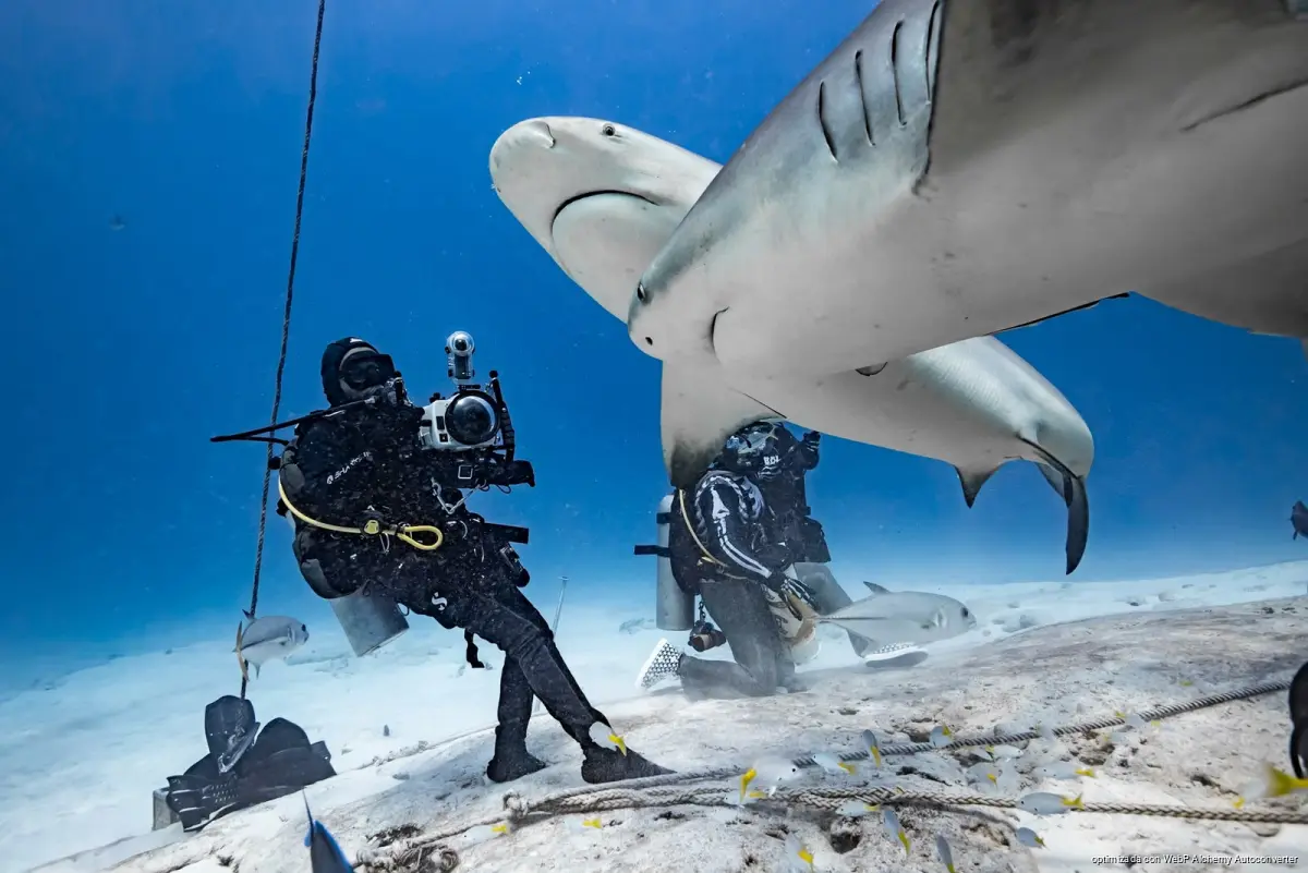 Bull sharks swimming in the waters off Playa del Carmen, where diving tours have reached their carrying capacity