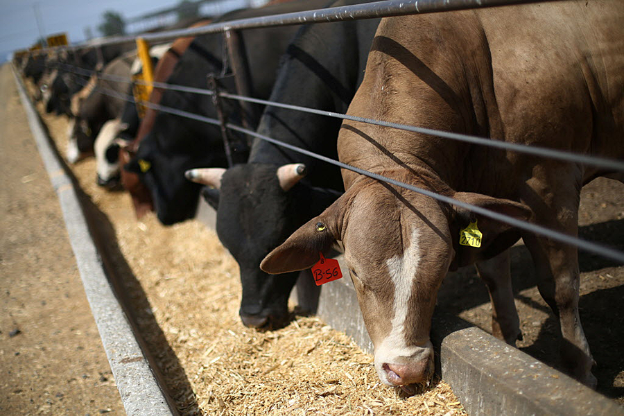 Cattle stand inside a pen at a livestock facility in Sonora, Mexico, where exports to the United States were set to resume