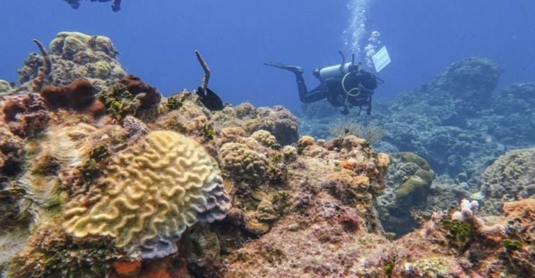 Underwater view of coral formations in the Cozumel National Park reef system