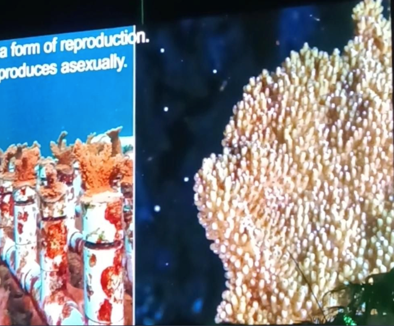 Coral fragments growing in a laboratory tank as part of a reef restoration program in Quintana Roo
