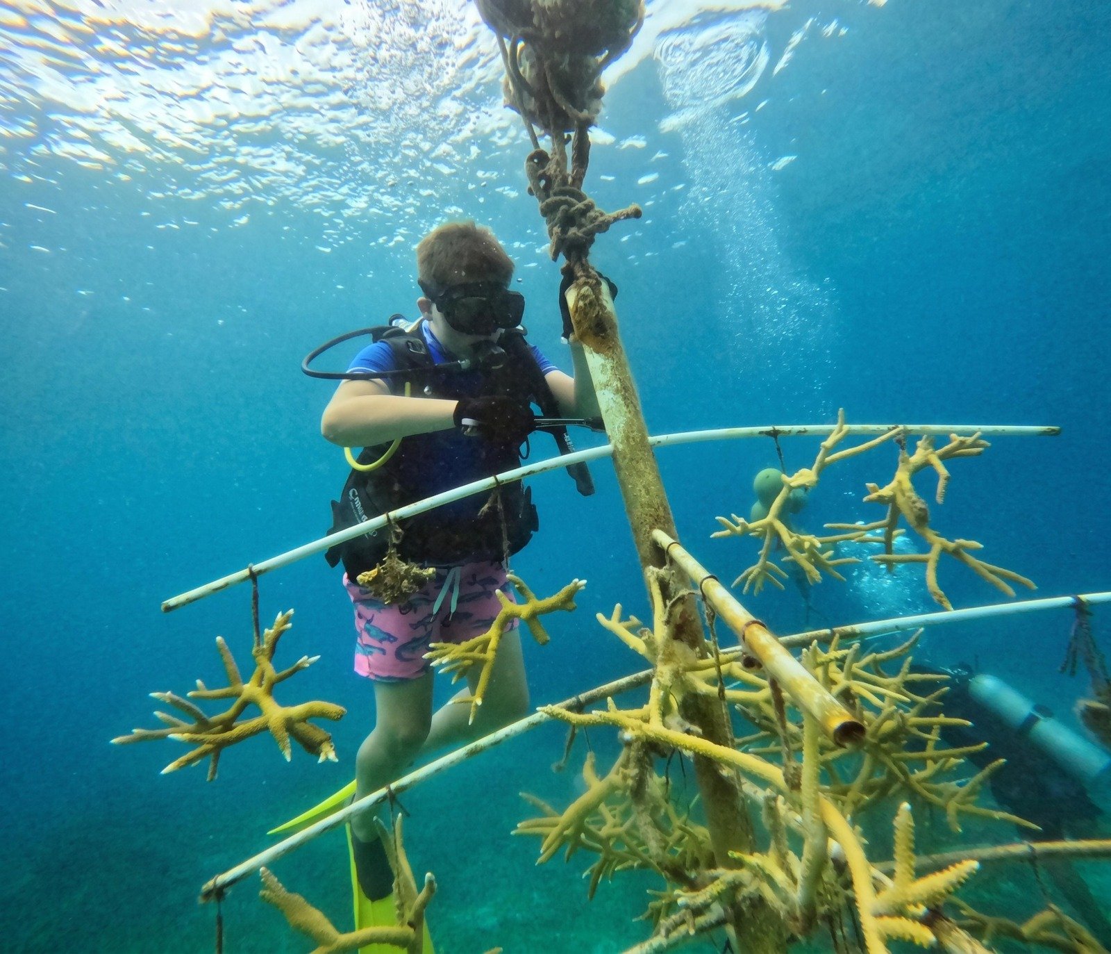 Coral fragments growing on underwater tree and grid structures during restoration work at Chankanaab Natural Park in Cozumel