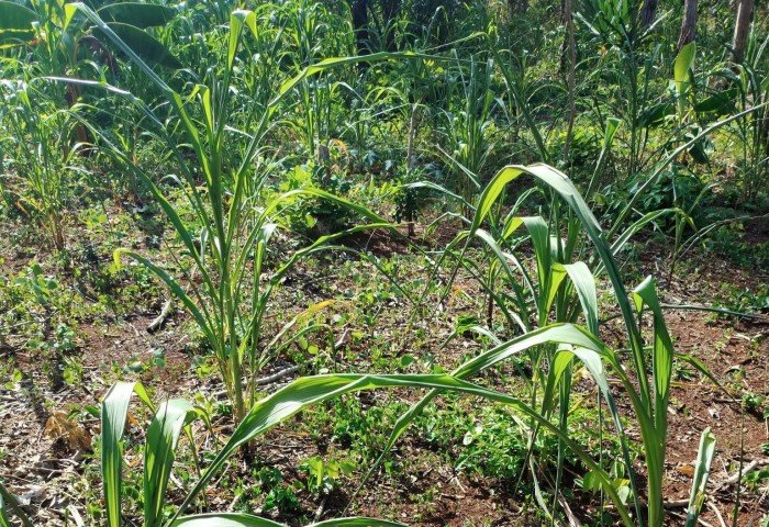 A corn field in José María Morelos, Quintana Roo, where local farmers expect a difficult harvest next season