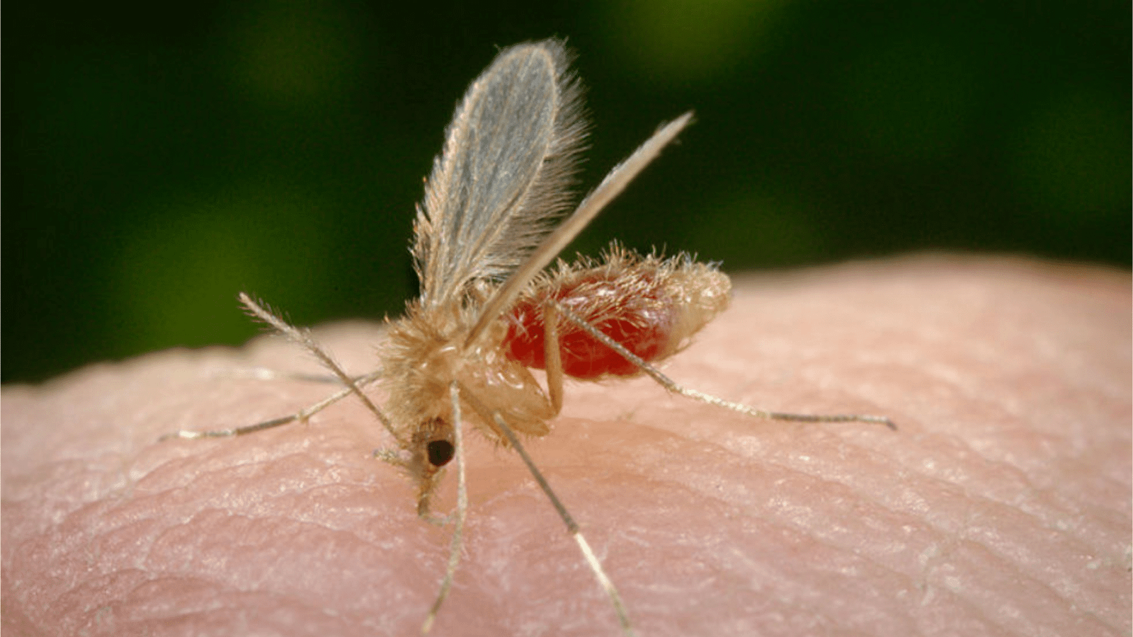 Map illustration representing the spread of cutaneous leishmaniasis cases across Quintana Roo, Campeche and Yucatan in Mexico