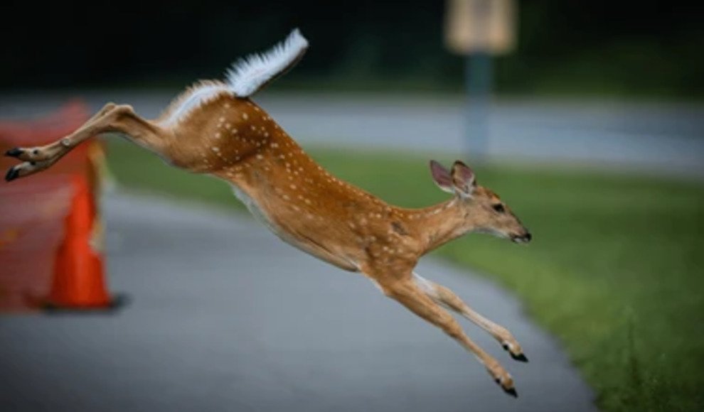 A deer stands near a roadway in Playa del Carmen, Quintana Roo, after failing to cross Calle 88 toward Chenzubul