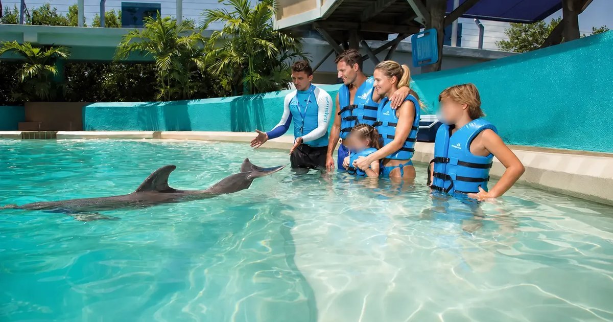 A dolphin swims in a turquoise pool toward a trainer and a family of four wearing blue life jackets standing in the shallow water.