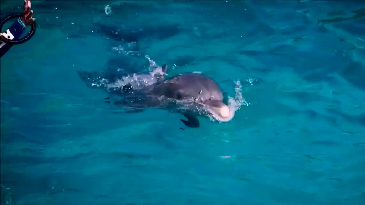 A dolphin swims at the surface of clear blue water, splashing near its head, with a person's arm and a black ring visible at the upper left edge.