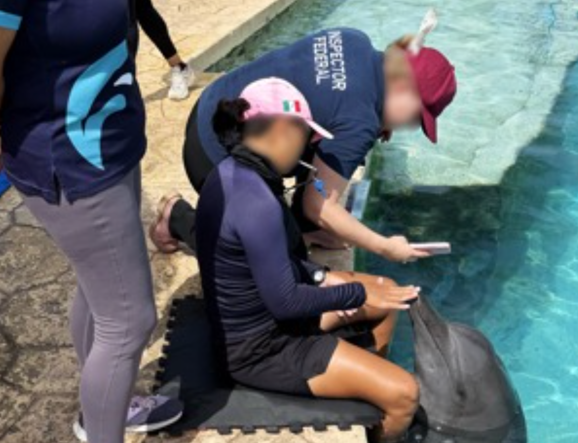 Dolphins swimming in a pool at Ventura Park in Cancún, Quintana Roo, where nine dolphins remain after the park was closed in October 2025