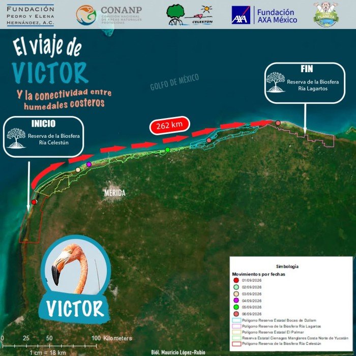 A map graphic showing the 262 kilometer route of a flamingo named Victor from the Ria Celestun Biosphere Reserve to the Ria Lagartos Biosphere Reserve along the Yucatan coast, with a photo of a flamingo and logos of sponsoring organizations.