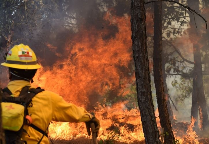 A firefighter in a yellow helmet and yellow jacket stands with their back to the camera facing a large wall of orange flames among tall tree trunks.