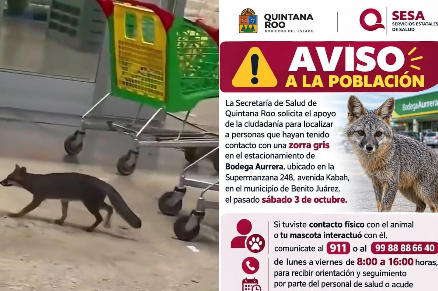 A gray fox standing in an urban area, the species confirmed to be carrying rabies in Cancún