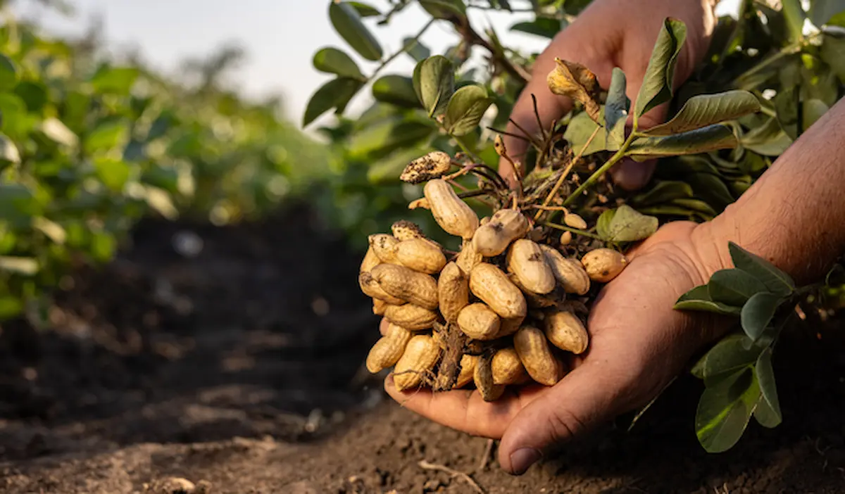 A person holding freshly harvested peanuts with green plant leaves in the background