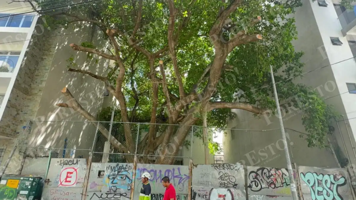 A large leafy tree with several cut branches stands between two buildings behind a metal fence and a wall covered in graffiti, with two people standing in front of the wall.