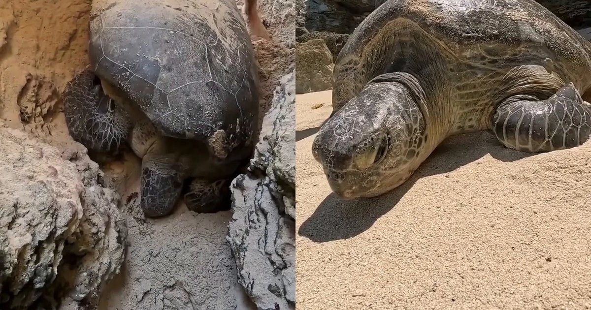 A large sea turtle wedged between rock walls on Isla Mujeres before being freed by rescuers