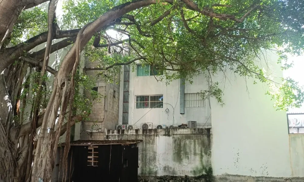 A large tree with thick aerial roots stands in front of a white building with barred windows and several air conditioning units mounted on a low wall.