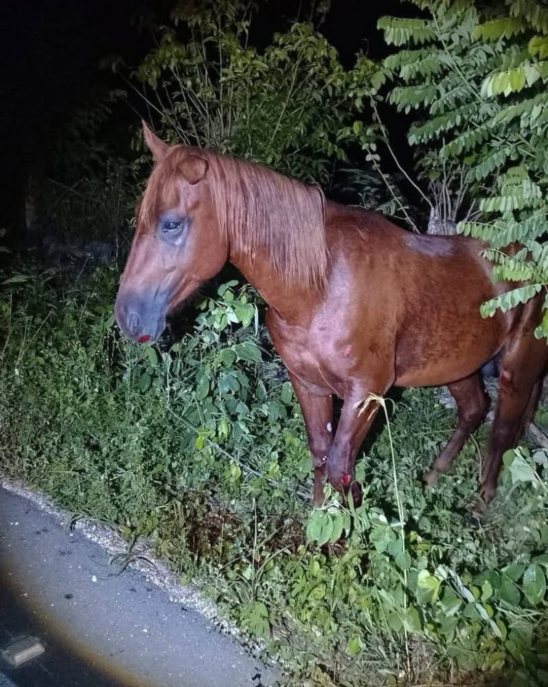 Horses grazing beside a rural highway in Quintana Roo, Mexico