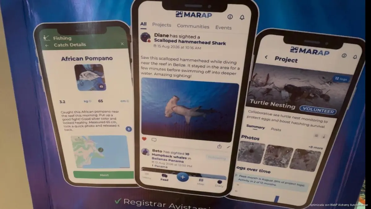 Aerial view of the turquoise Caribbean coastline at Playa del Carmen, where the MARAP app is being used to record marine life and environmental violations