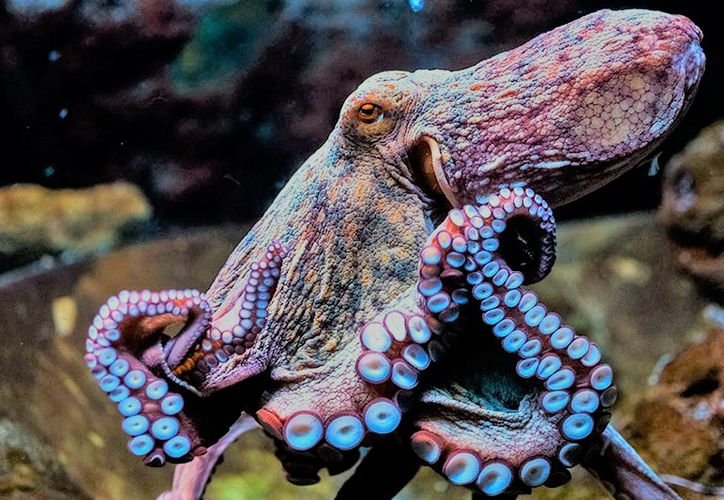 A Maya octopus resting on the seafloor off the coast of Quintana Roo, Mexico
