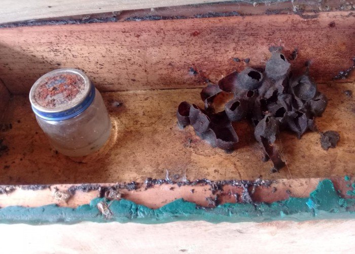 A melipona bee hive tended by producers in the Maya Corridor of Quintana Roo