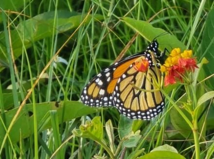 A monarch butterfly with orange and black wings and white spots rests on a cluster of small red and yellow flowers among green grass and leaves.