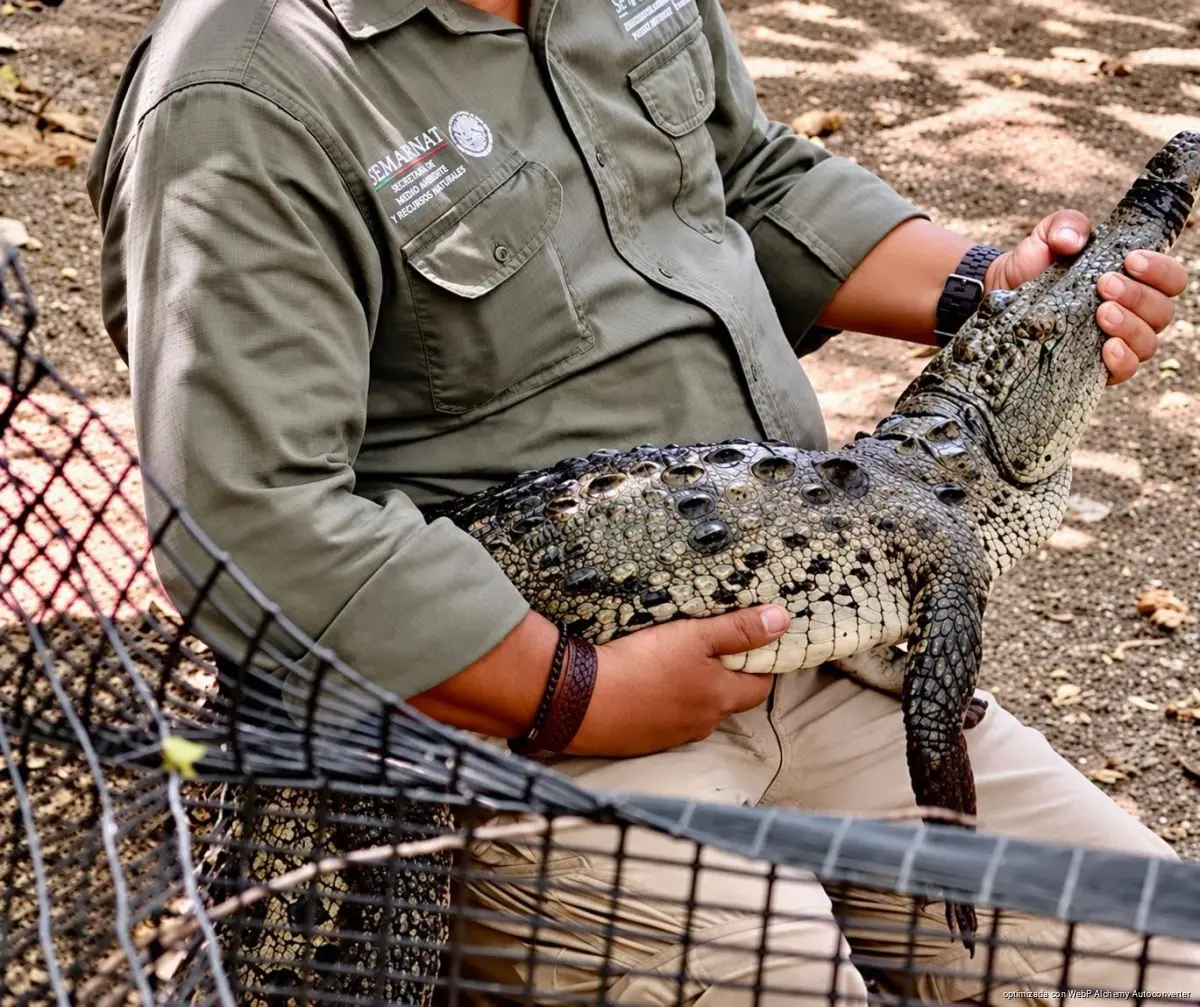 A person wearing an olive green SEMARNAT uniform shirt holds a small crocodile with both hands above a black wire mesh cage on dirt ground.