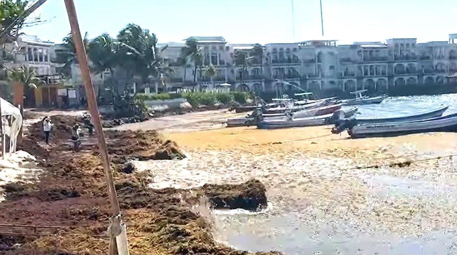 Sargassum piled along a beach in Playa del Carmen, Quintana Roo, where officials plan to reuse recovered sand to restore 750 meters of shoreline