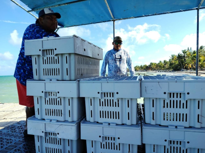 Lobster fishermen from the Vigía Chico cooperative in Punta Allen, Quintana Roo, working off the Caribbean coast of Mexico