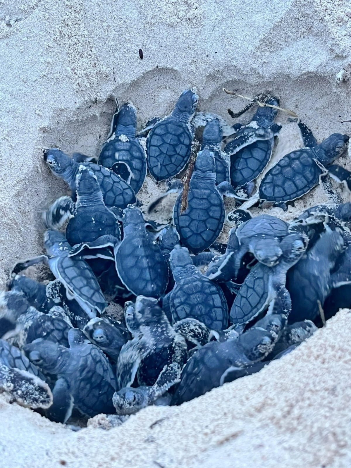 Young sea turtles make their way toward the sea at Punta Sur Ecotourism Park on Cozumel during the 2026 nesting season