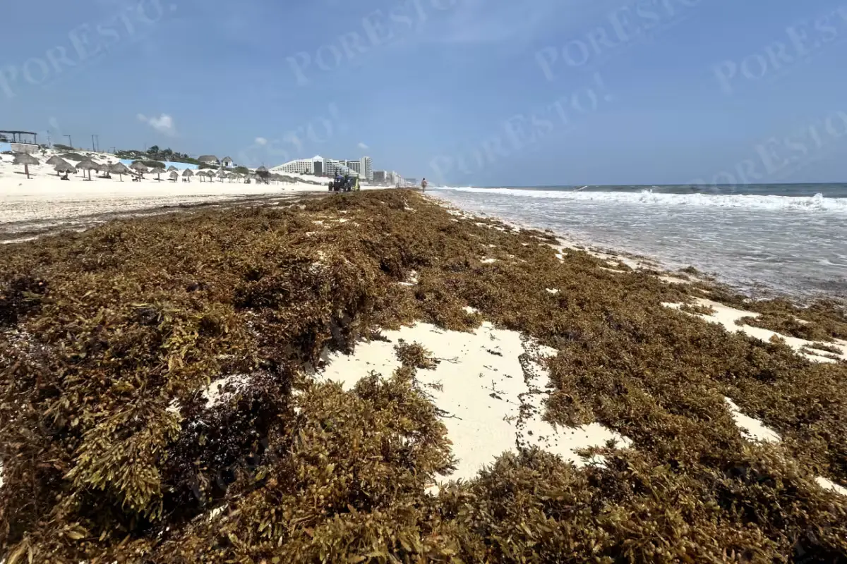 Workers and heavy machinery removing sargassum from a beach on Mexico's Caribbean coast in Quintana Roo