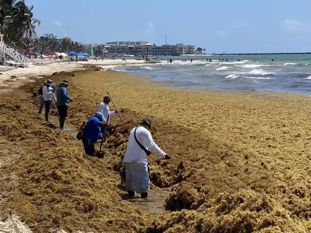 Workers clear sargassum from the sand at a beach in Quintana Roo, Mexico