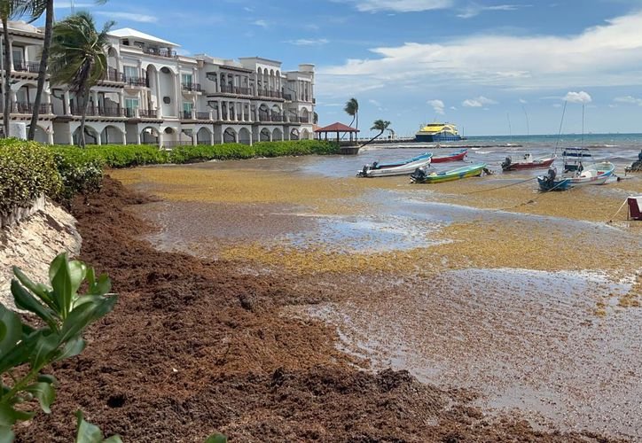 Thick sargassum seaweed piled along the shoreline of Playa del Carmen after Hurricane Isaias stirred up the sea