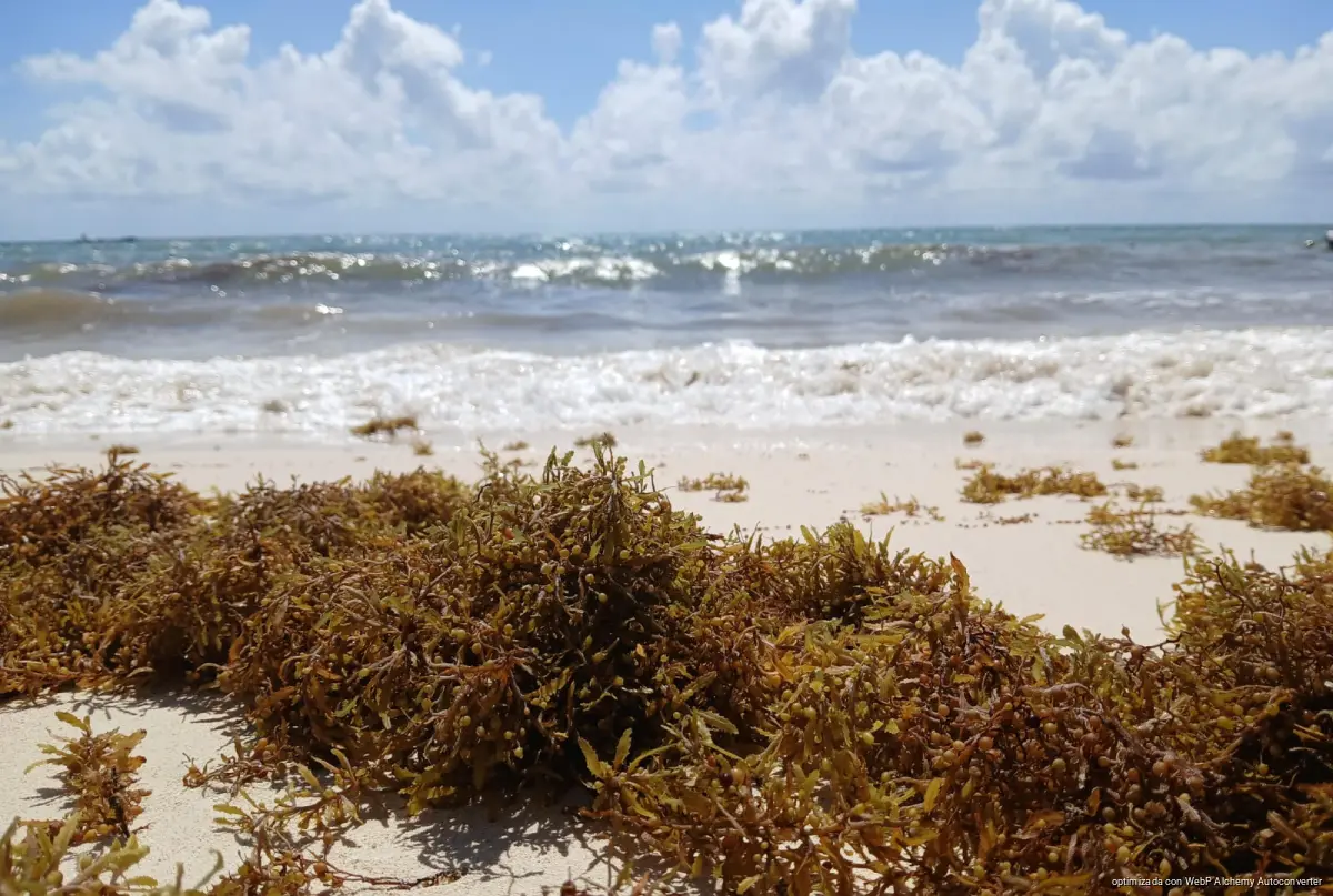 Sargassum seaweed piled along the shoreline of a beach in Playa del Carmen, Quintana Roo