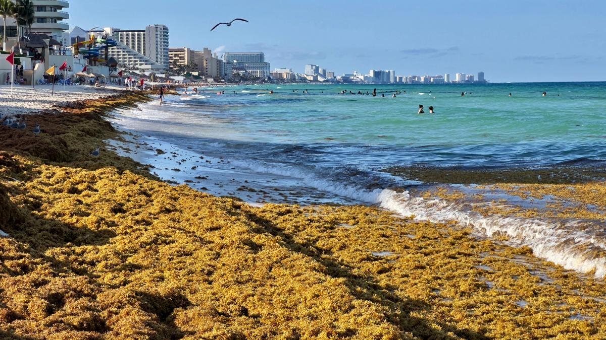 Sargassum seaweed piled on the sand along a beach in Quintana Roo's Mexican Caribbean.