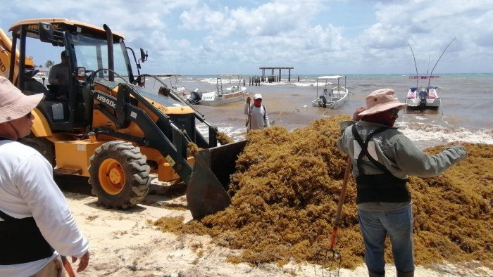 Thick sargassum seaweed piled along a Quintana Roo shoreline where it decomposes and depletes oxygen from coastal waters