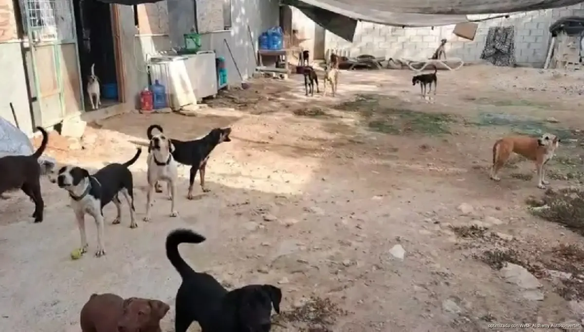 Veterinary care for animals in Tulum, Quintana Roo, where three screwworm cases were detected in two dogs and a horse