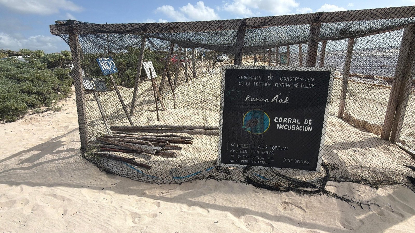Newly hatched sea turtles crawl across the sand toward the ocean on a beach in Tulum, Quintana Roo