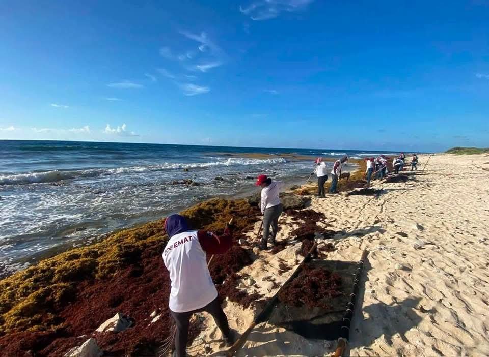 Sargassum seaweed and plastic waste piled along the shoreline of Cozumel's eastern coast, where sea turtle hatchlings became trapped