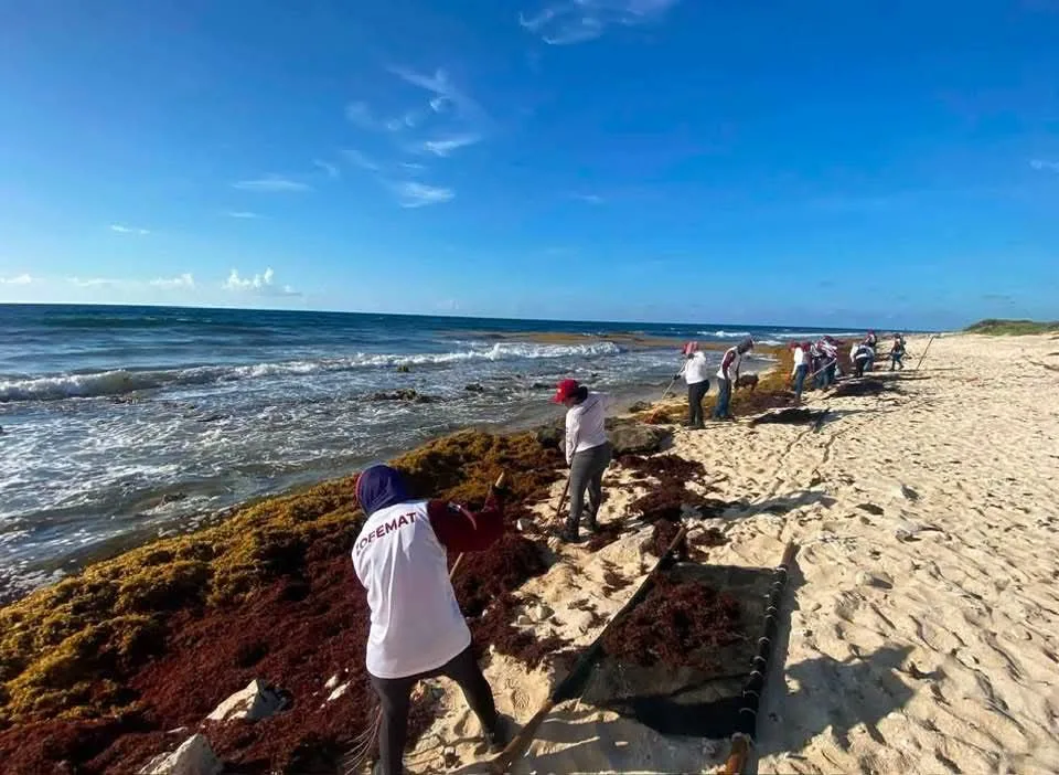 Sargassum seaweed and plastic waste piled along the shoreline of Cozumel's eastern coast, where sea turtle hatchlings became trapped