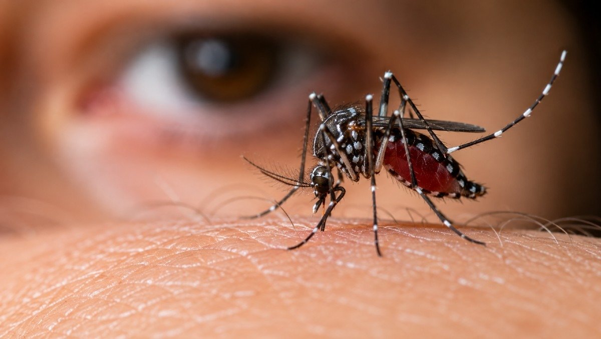 Aedes aegypti mosquito, the species that transmits dengue, resting on human skin